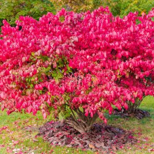 Bršlen krídlatý (Euonymus Alatus) - výška: 40-60 cm, kont. C3L 