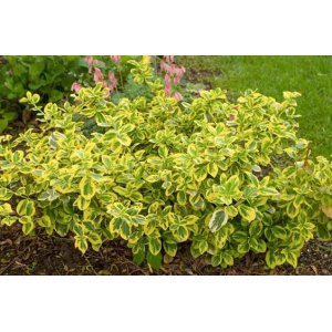 Bršlen Fortuneov (Euonymus Fortunei) ´SUNSPOT´ - priemer rastliny 10-20 cm, kont. C2L