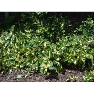 Bršlen Fortuneov (Euonymus Fortunei) ´SUNSPOT´ - výška 15-25, Ø 15-25 cm, kont. C2L