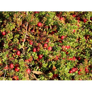 Brusnica veľkoplodá (Vaccinium macrocarpon) ´McFarlin´ - stredne skorá, výška 10-20 cm, kont.C1L, ∅ 30-50 cm