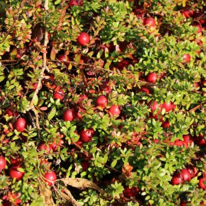 Brusnica veľkoplodá (Vaccinium macrocarpon) ´McFarlin´  - stredne skorá, výška 20-30 cm, kont.P9, ∅ 60-90 cm