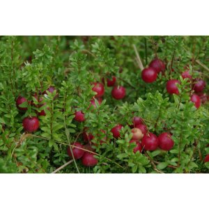 Brusnica veľkoplodá  (Vaccinium macrocarpon) ´STEVENS´ - stredne skorá, výška 10-20 cm,  kont.C2L, ∅ 60-90 cm