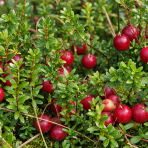 Brusnica veľkoplodá  (Vaccinium macrocarpon) ´STEVENS´ - stredne skorá, výška 20-40 cm, ∅ 20-30 cm, kont.C2L