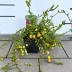 Brusnica veľkoplodá  (Vaccinium macrocarpon) ´STEVENS´ - stredne skorá, výška 20-40 cm, ∅ 20-30 cm, kont.C2L