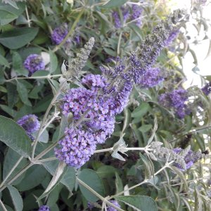 Budleja Dávidova (Buddleja Davidii) ´LOCHINCH´, kont. C1L
