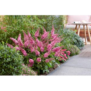 Budleja Dávidova (Buddleja Davidii) ´PINK DELIGHT´ - výška 30-50 cm, kont. C3L