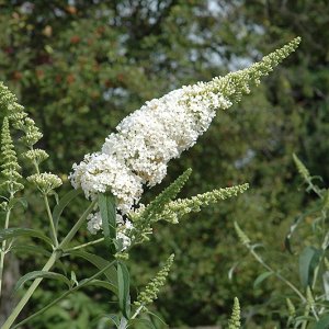 Budleja Dávidova (Buddleja Davidii) ´WHITE PROFUSION´ kont. C2L 