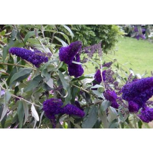 Budleja Dávidova (Buddleja Davidii) ´BUTTERFLY TOWER®´ - výška 30-40 cm, kont. C2.5L