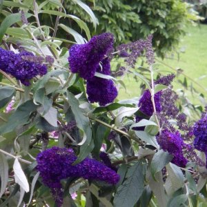 Budleja Dávidova (Buddleja Davidii) ´PURPLE EMPEROR´, výška 30-50 cm, kont. C2L