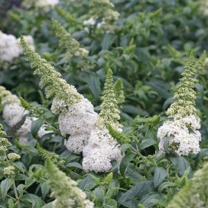 Budleja Dávidova (Buddleja Davidii) ´DREAMING WHITE´, kont. C2L