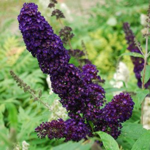 Budleja Dávidova (Buddleja Davidii) ´BLACK KNIGHT´ kont. C2L 