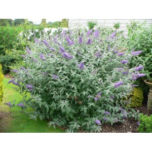Budleja Dávidova (Buddleja Davidii) ´LOCHINCH´ - výška 30-50 cm, kont. C3L