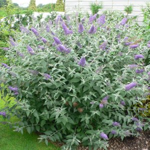 Budleja Dávidova (Buddleja Davidii) ´LOCHINCH´ - výška 30-50 cm, kont. C3L