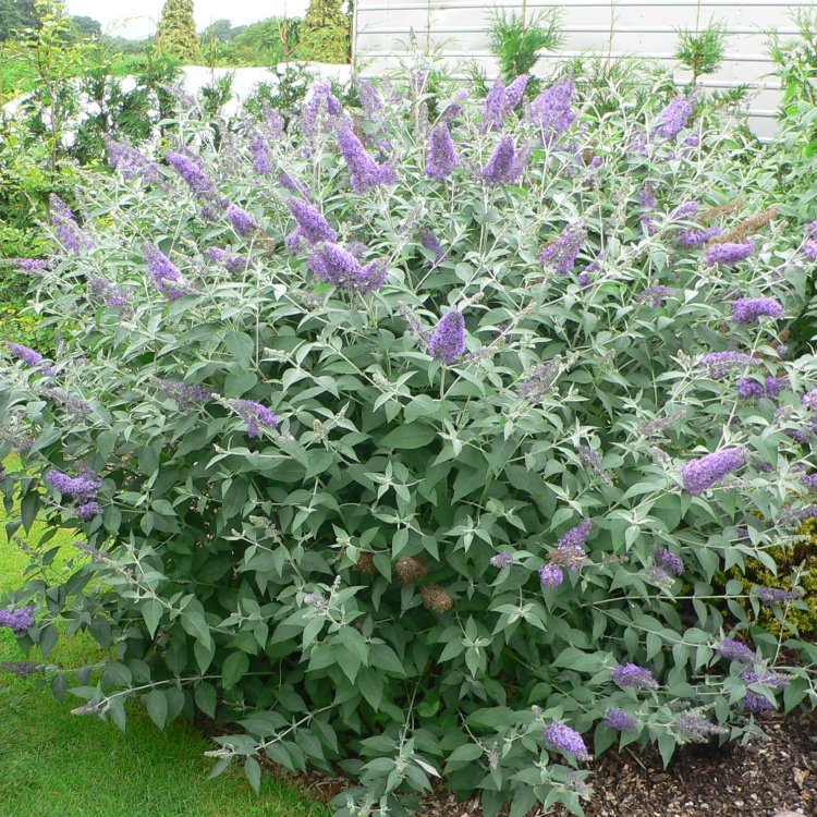 Budleja Dávidova (Buddleja Davidii) ´LOCHINCH´ - výška 30-50 cm, kont. C3L