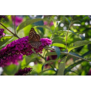 Budleja Dávidova (Buddleja Davidii) ´ROYAL RED´ - výška 30-50 cm, kont. C3L 