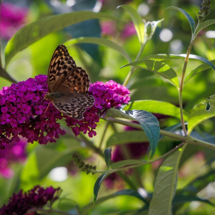 Budleja Dávidova (Buddleja Davidii) ´ROYAL RED´ - výška 30-50 cm, kont. C3L 
