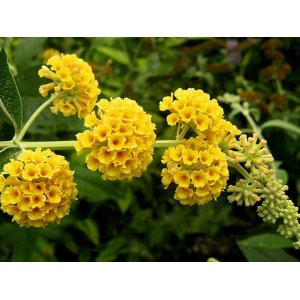 Budleja Dávidova (Buddleja Davidii) ´SUNGOLD´ - výška 100-130 cm, kont. C10L 