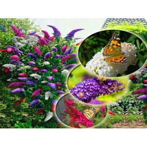 Budleja Dávidova (Buddleja Davidii) ´TRICOLOR´ - výška 30-50 cm, kont. C2L