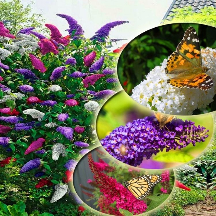 Budleja Dávidova (Buddleja Davidii) ´TRICOLOR´ - výška 30-50 cm, kont. C2L