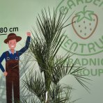 Butia hlavatá (Butia Capitata) - výška 120-150 cm, kont. C40L (-10°C)