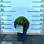 Krušpán vždyzelený (Buxus sempervirens) - výška 20-25 cm, kont. C3L,∅ rastliny 20-30 cm  - GUĽA