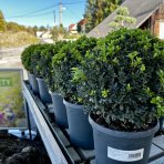 Krušpán vždyzelený (Buxus sempervirens) - výška 25-30 cm, kont. C4L,∅ rastliny 25-30 cm  - GUĽA