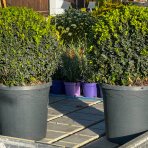 Krušpán vždyzelený (Buxus sempervirens) - výška 25-30 cm, kont. C4L,∅ rastliny 25-30 cm  - GUĽA