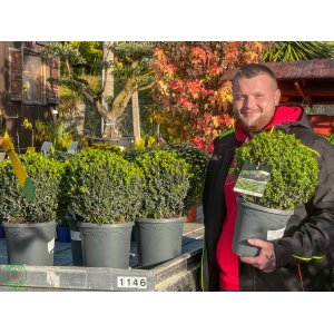 Krušpán vždyzelený (Buxus sempervirens) - výška 20-25 cm, ∅ rastliny 20-30 cm, kont. C3L (-24°C) GUĽA