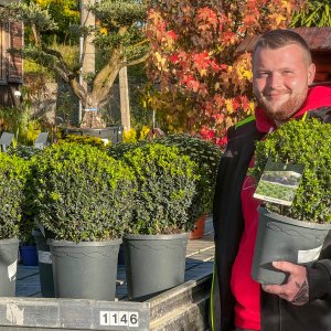 Krušpán vždyzelený (Buxus sempervirens) - výška 25-30 cm, kont. C4L,∅ rastliny 25-30 cm  - GUĽA