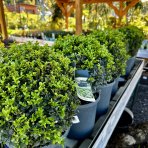 Krušpán vždyzelený (Buxus sempervirens) - výška 20-25 cm, kont. C3L,∅ rastliny 20-30 cm  - GUĽA