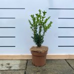 Krušpán vždyzelený (Buxus sempervirens) - výška: 15-35 cm , C2L/C3L