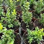 Krušpán vždyzelený (Buxus sempervirens) - výška: 15-35 cm , C2L/C3L