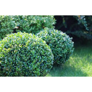 Krušpán vždyzelený (Buxus sempervirens) - výška 20-30 cm, C2L/C3L (-24°C)