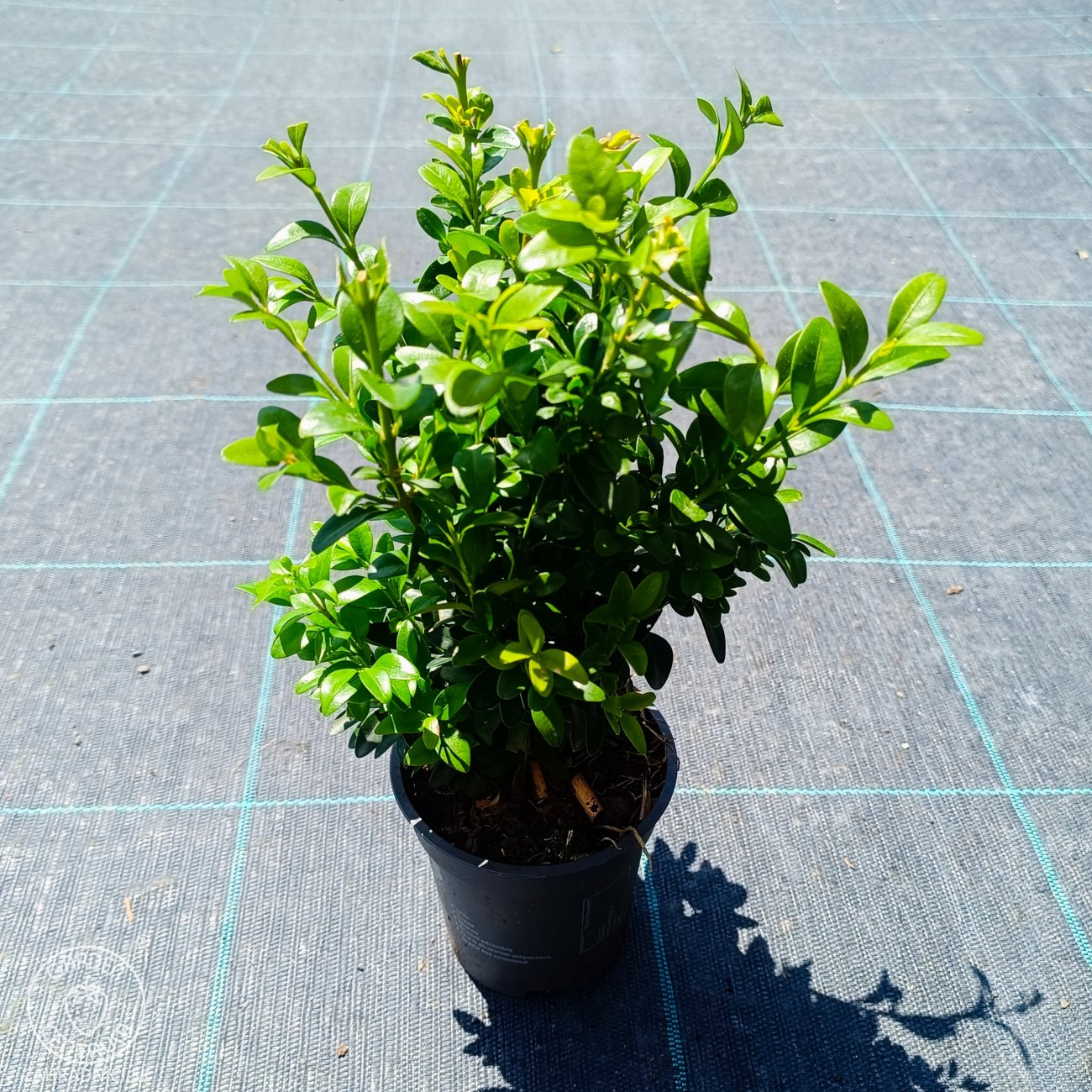 Obrázok Krušpán vždyzelený (Buxus sempervirens) - výška 15-20 cm, kont. P9