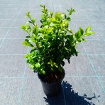 Krušpán vždyzelený (Buxus sempervirens) - výška 15-20 cm, kont. P9