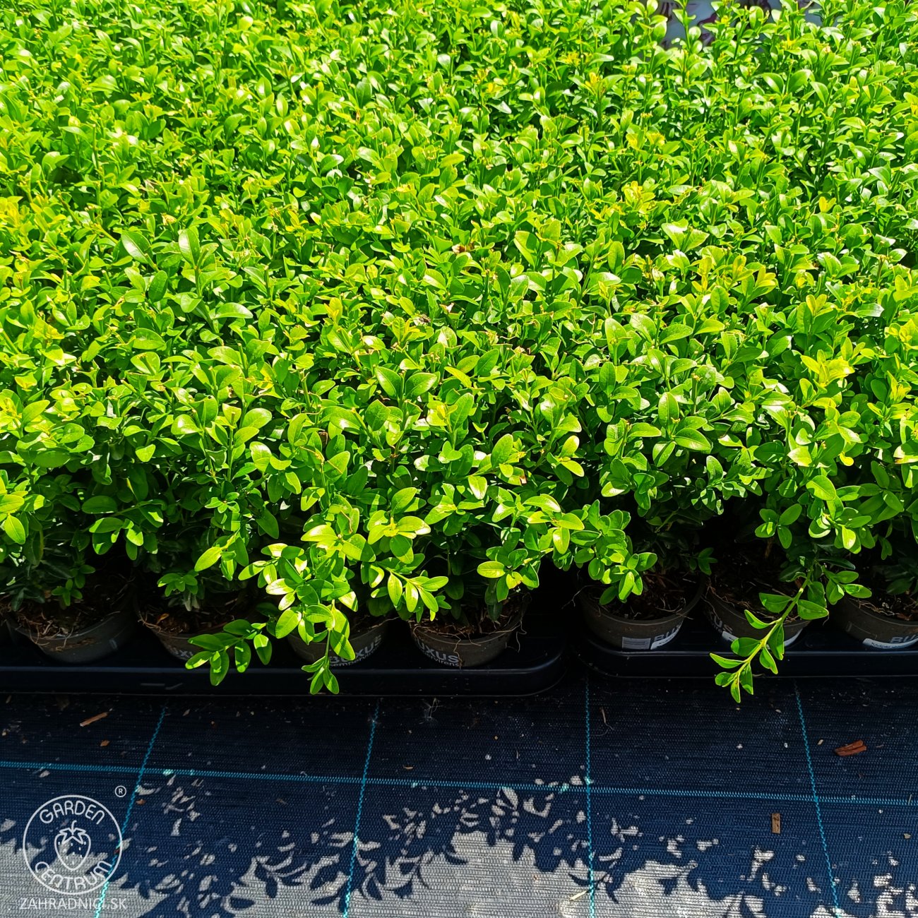 Obrázok Krušpán vždyzelený (Buxus sempervirens) - výška 15-20 cm, kont. P9