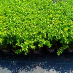 Krušpán vždyzelený (Buxus sempervirens) - výška 15-20 cm, kont. P9