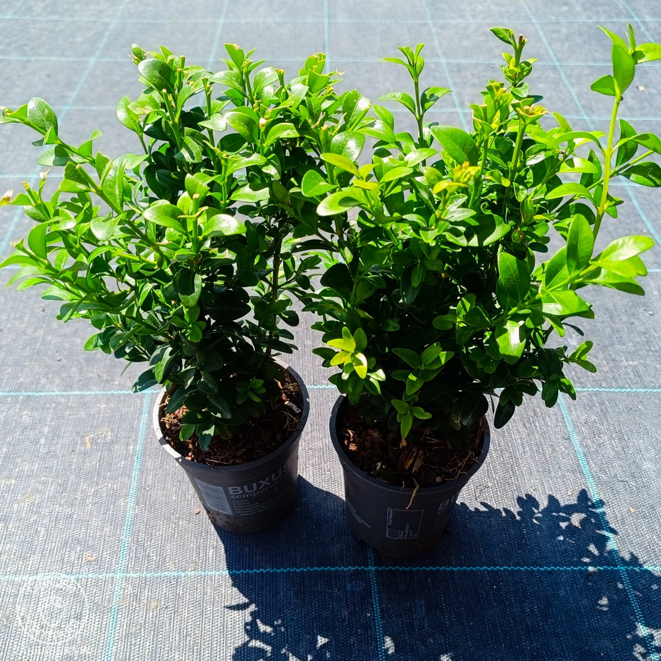 Obrázok Krušpán vždyzelený (Buxus sempervirens) - výška 15-20 cm, kont. P9