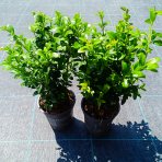 Krušpán vždyzelený (Buxus sempervirens) - výška 15-20 cm, kont. P9