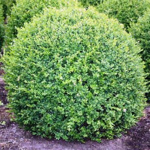 Krušpán vždyzelený (Buxus sempervirens) - výška: 15-35 cm , C2L/C3L