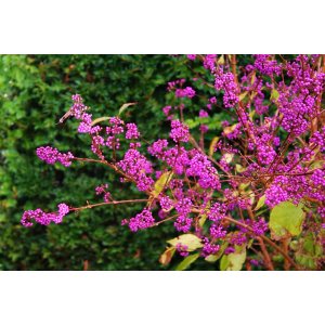 Krásnoplod (Callicarpa bodinieri var. giraldii)  - výška 80-110 cm, kont. C3L