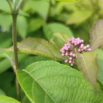 Krásnoplod (Callicarpa bodinieri ) ´PROFUSION´ - výška 80-110 cm, kont. C3L