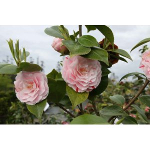 Kamélia japonská (Camellia Japonica) ´BONOMIANA´ - výška 15-25 cm, kont. P9 (-10°C)