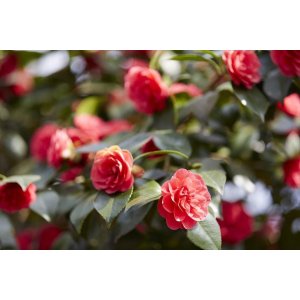 Kamélia japonská (Camellia Japonica) ´DR. KING´ - výška 15-25 cm, kont. P9 (-10°C)