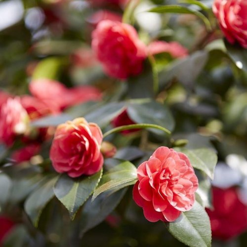 Kamélia japonská (Camellia Japonica) ´DR. KING´ - výška 20-30 cm, kont. P9  