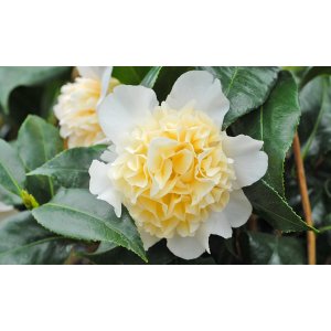 Kamélia japonská (Camellia Japonica) ´BRUSHFIELD´S YELLOW´ - výška 15-25 cm, kont. P9 (-10°C)