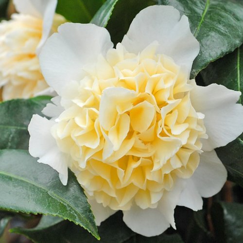 Kamélia japonská (Camellia Japonica) ´BRUSHFIELD´S YELLOW´ - výška 15-20 cm, kont. P9