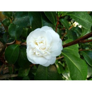 Kamélia japonská (Camellia Japonica) ´NOBILISSIMA´ - výška 15-25 cm, kont. P9 (-10°C)