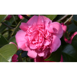 Kamélia japonská (Camellia Japonica) ´TRIUMPHANS´ - výška 15-25 cm, kont. P9 (-10°C)