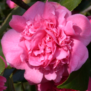 Kamélia japonská (Camellia Japonica) ´TRIUMPHANS´ - výška 15-25 cm, kont. P9 (-10°C)